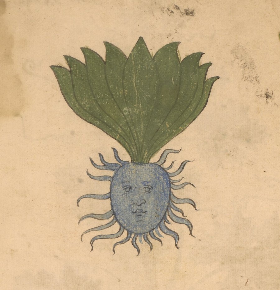 Erbario: a 15th-century Herbal from Northern Italy