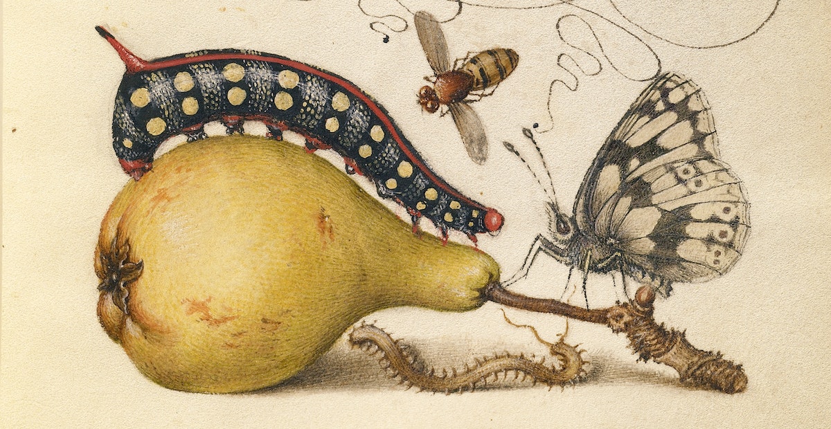 Fly, Caterpillar, Pear, and Centipede. The Model Book of Calligraphy (1561–1596)