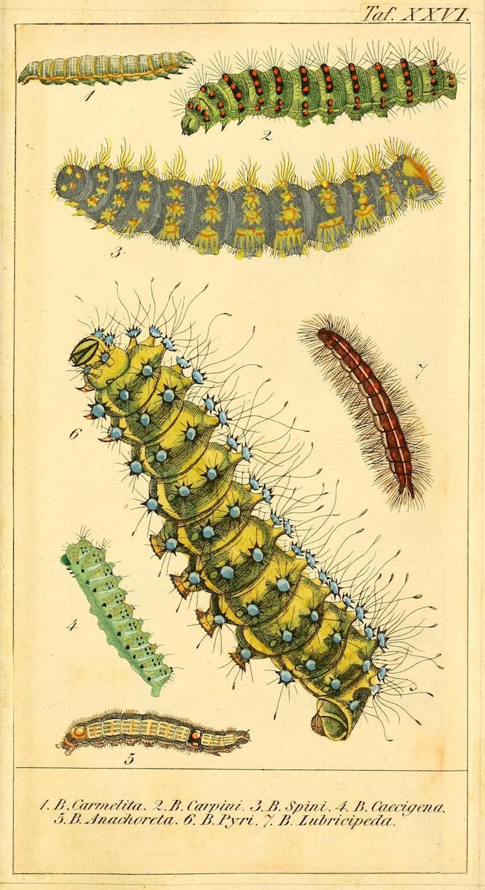 German "Caterpillar Calendar" (1837)