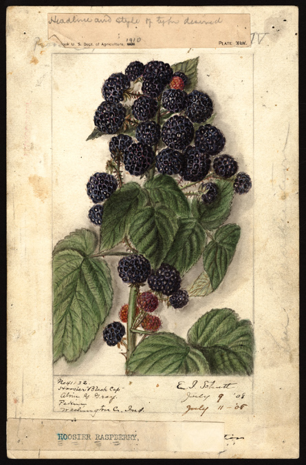 Suchji Zitellini Suchji Zitellini