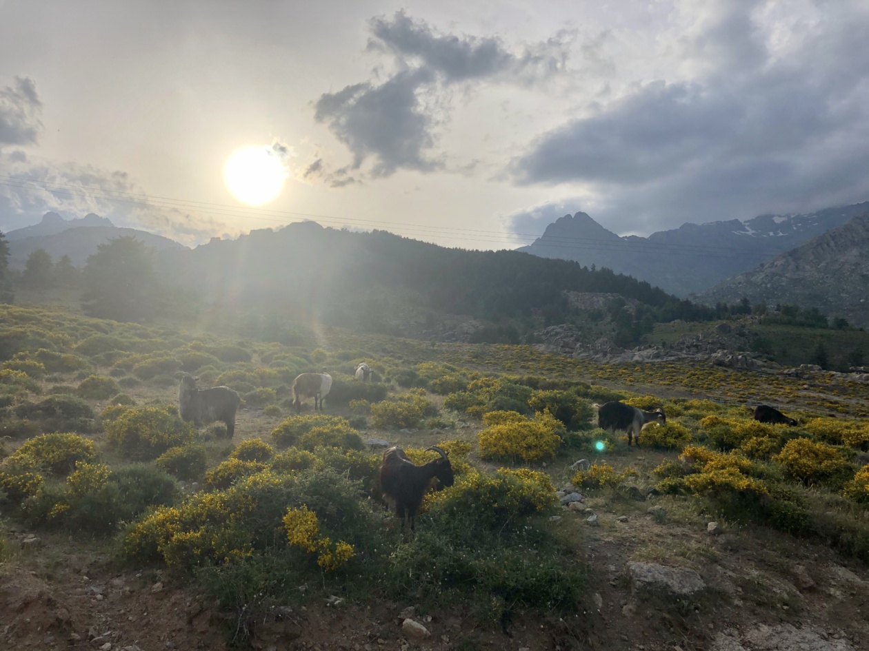 Niolu, 2021 Niolu, 2021