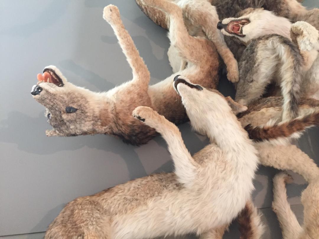 99 lupi, Cai Guo Qiang, Museo Pecci Prato 99 lupi, Cai Guo Qiang, Museo Pecci Prato