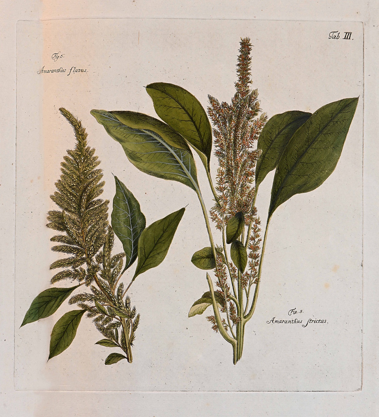 tiré de l'ouvrage de botanique de Josepho Banks, Bibliothèque Prelà tiré de l'ouvrage de botanique de Josepho Banks, Bibliothèque Prelà