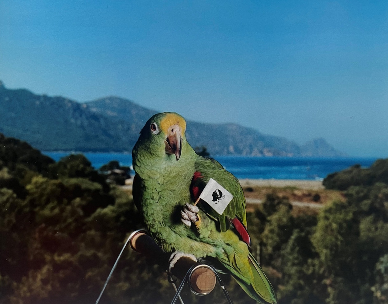 Pierre Gayte, Tarzan, in A Turnada di u Papagallu Pierre Gayte, Tarzan, in A Turnada di u Papagallu