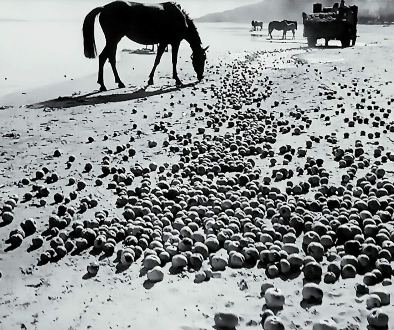 Andrei Tarkovsky, extrait de l'Enfance d'Ivan (1962)