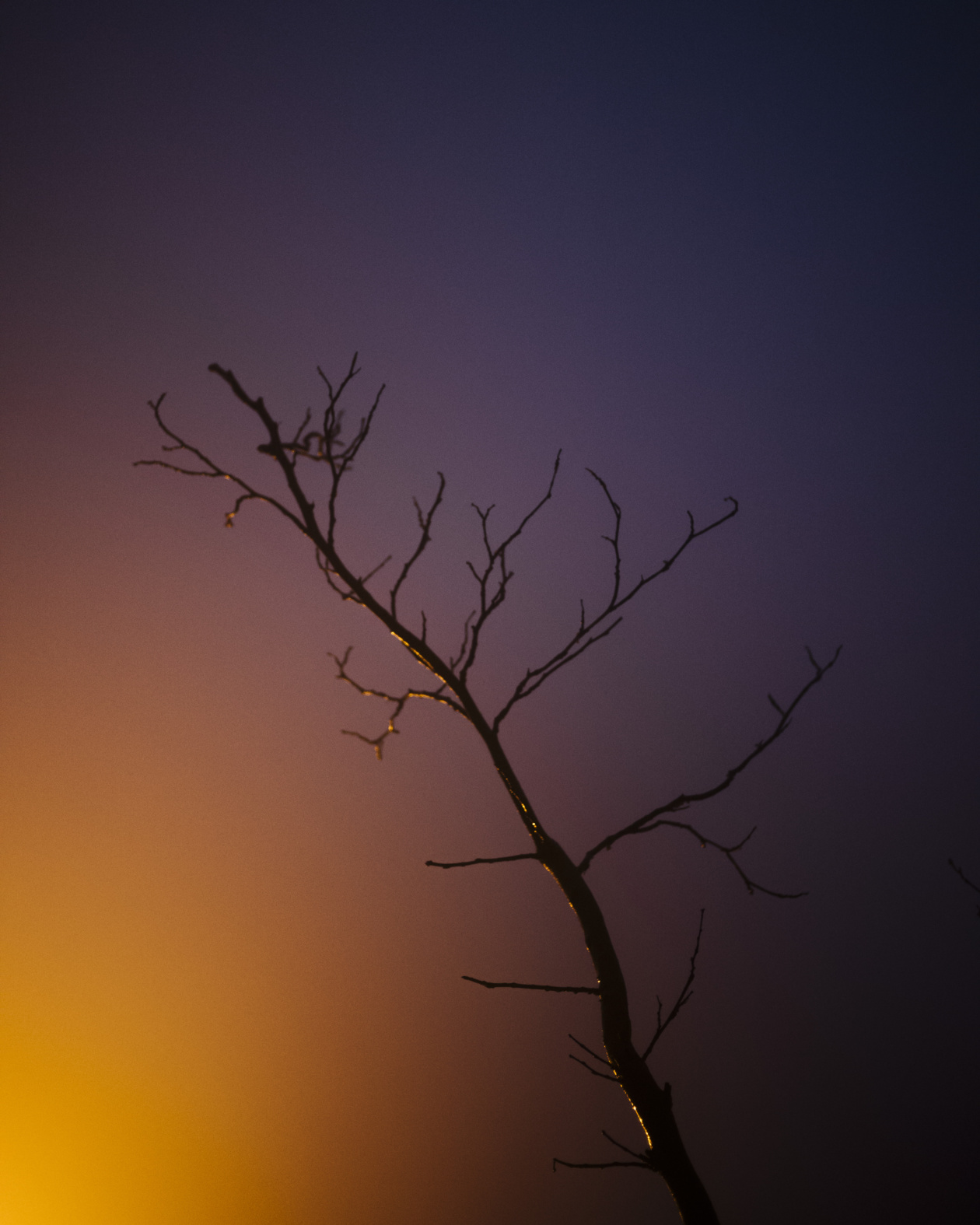 Intraccià, chercher les traces avec Kamil Zihnioglu Intraccià, chercher les traces avec Kamil Zihnioglu