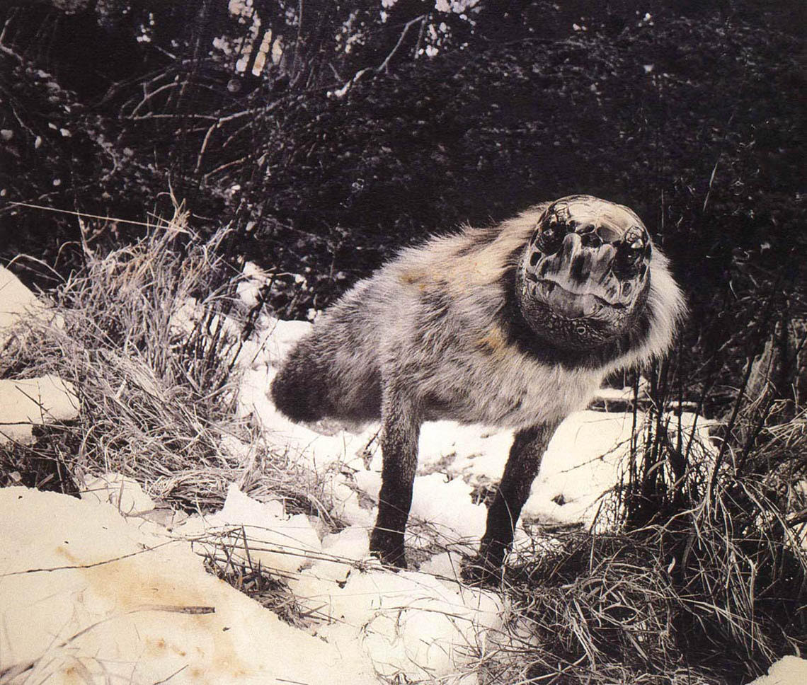 Issue de la série « Fauna »(1985-1989) de Joan Fontcuberta