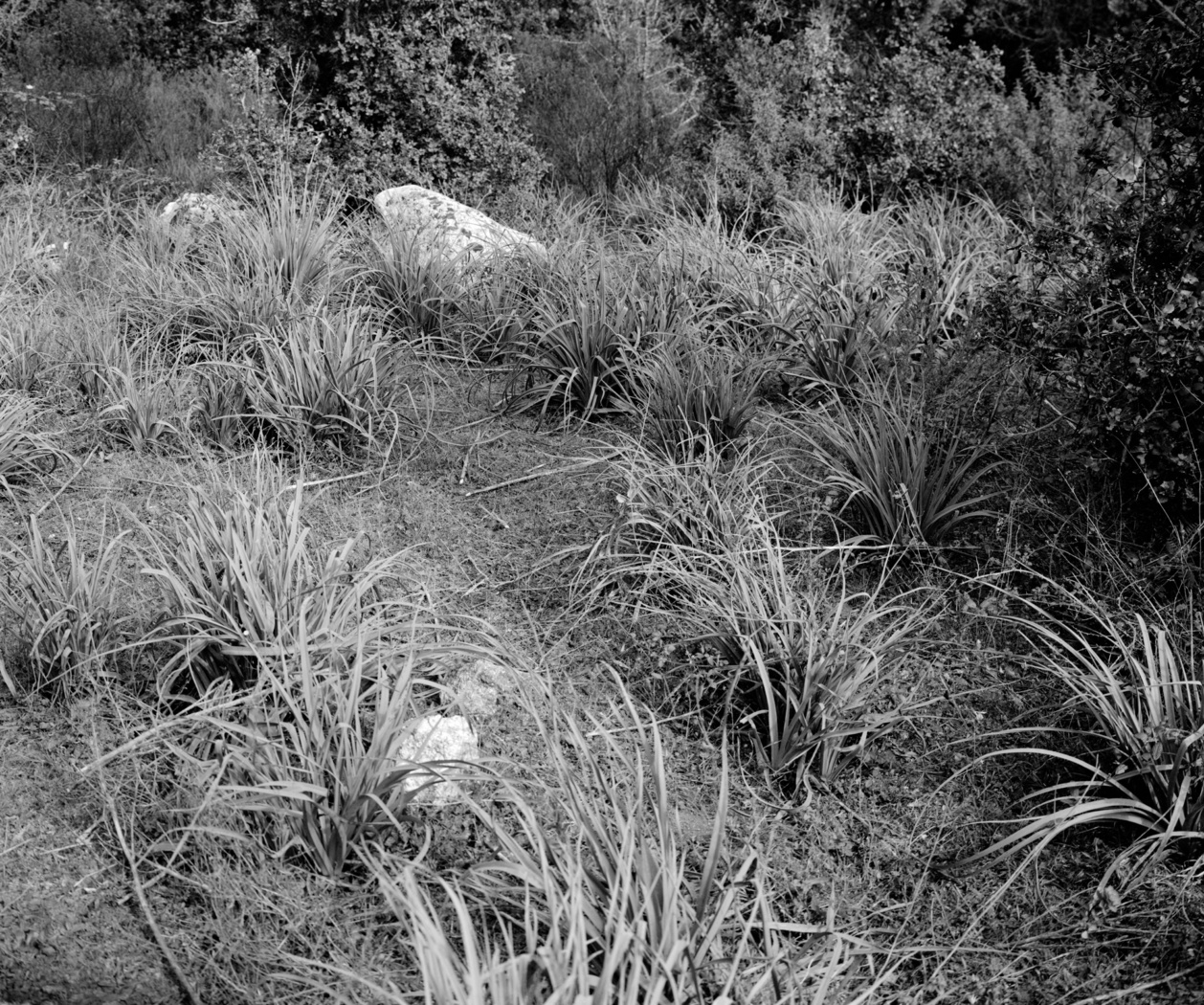 Yan Leandri Yan Leandri