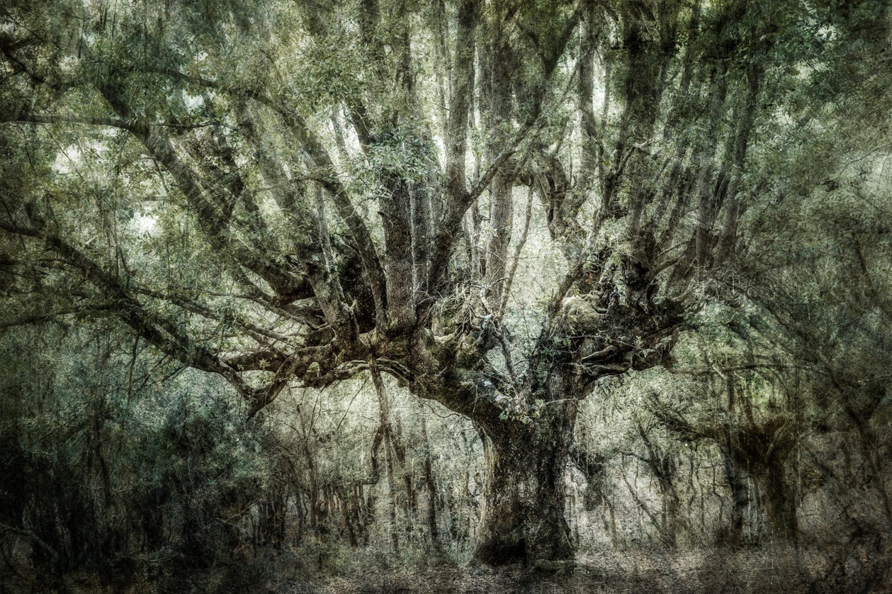 Photo Geneviève Michon, Moltifau Photo Geneviève Michon, Moltifau