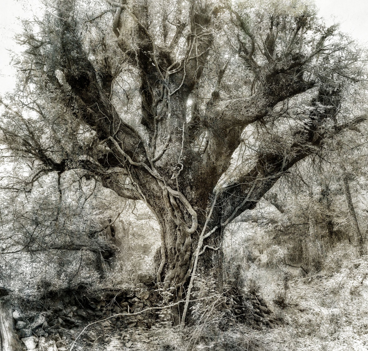 Photo Geneviève Michon, San Parteu Photo Geneviève Michon, San Parteu