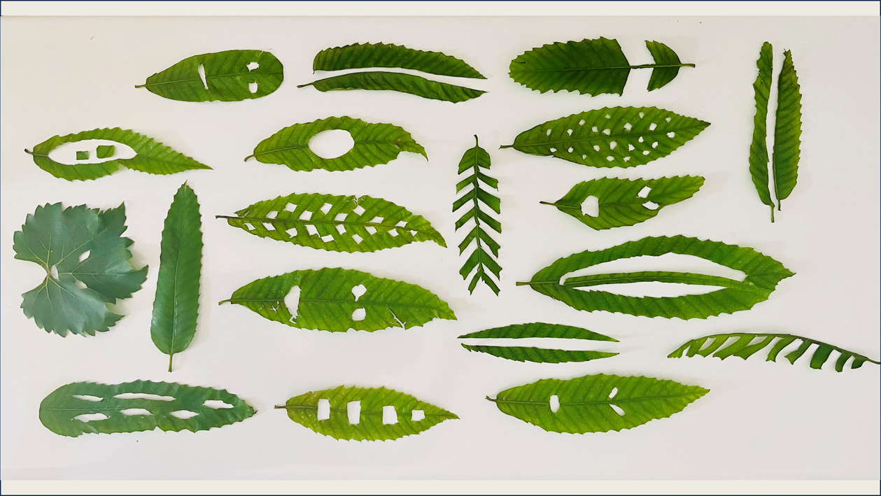 Parata 2022, Vannina Bernard-Leoni Parata 2022, Vannina Bernard-Leoni