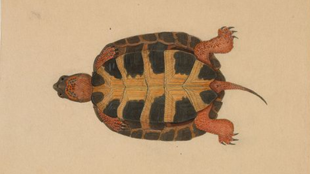 Ernst Mayr Library, Harvard University Ernst Mayr Library, Harvard University