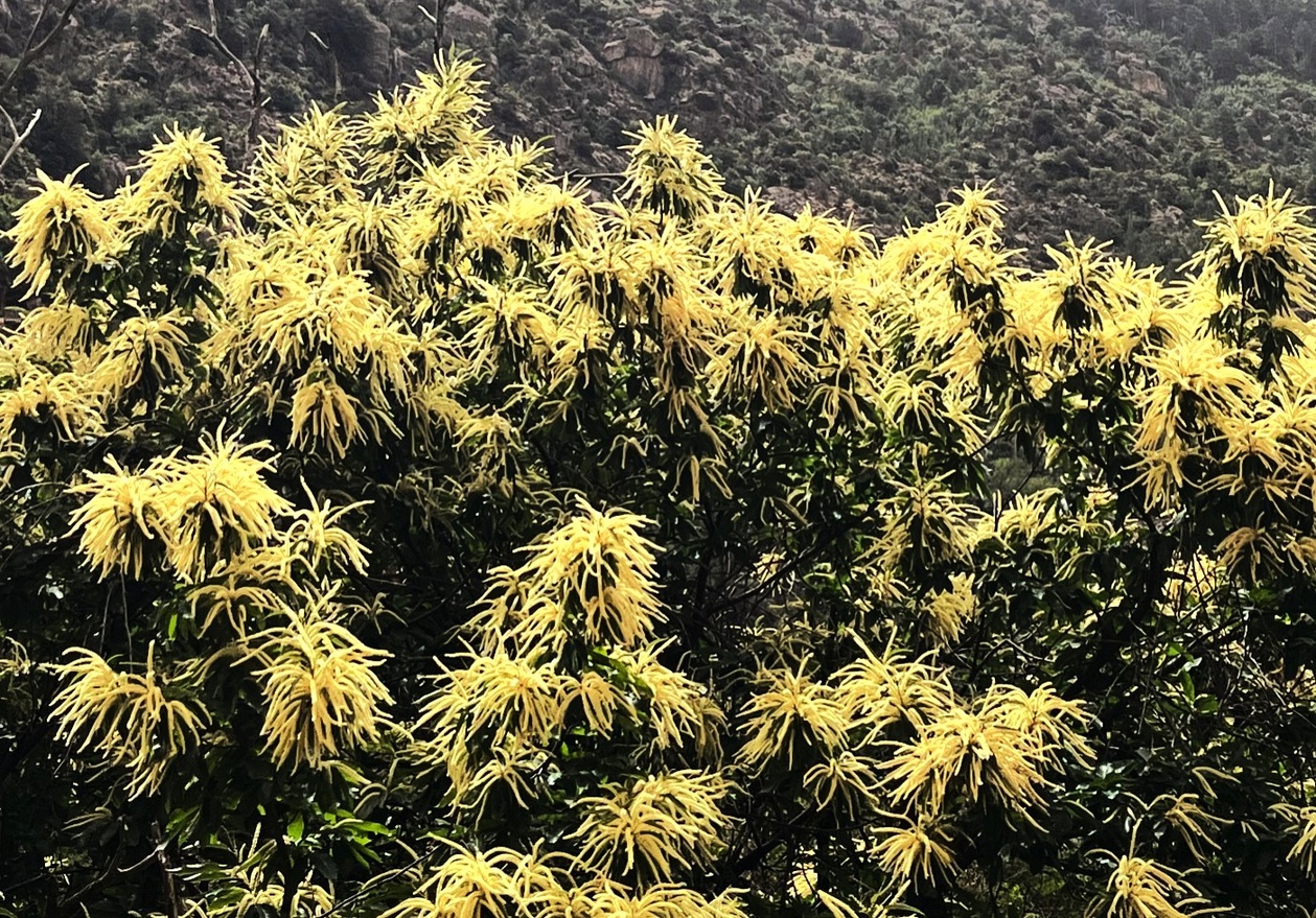 Dopu à u focu, a tramula Dopu à u focu, a tramula
