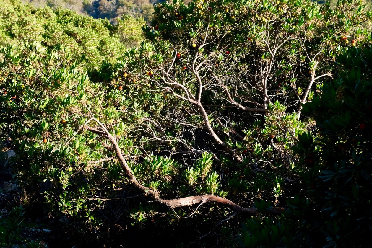 François Cardi François Cardi