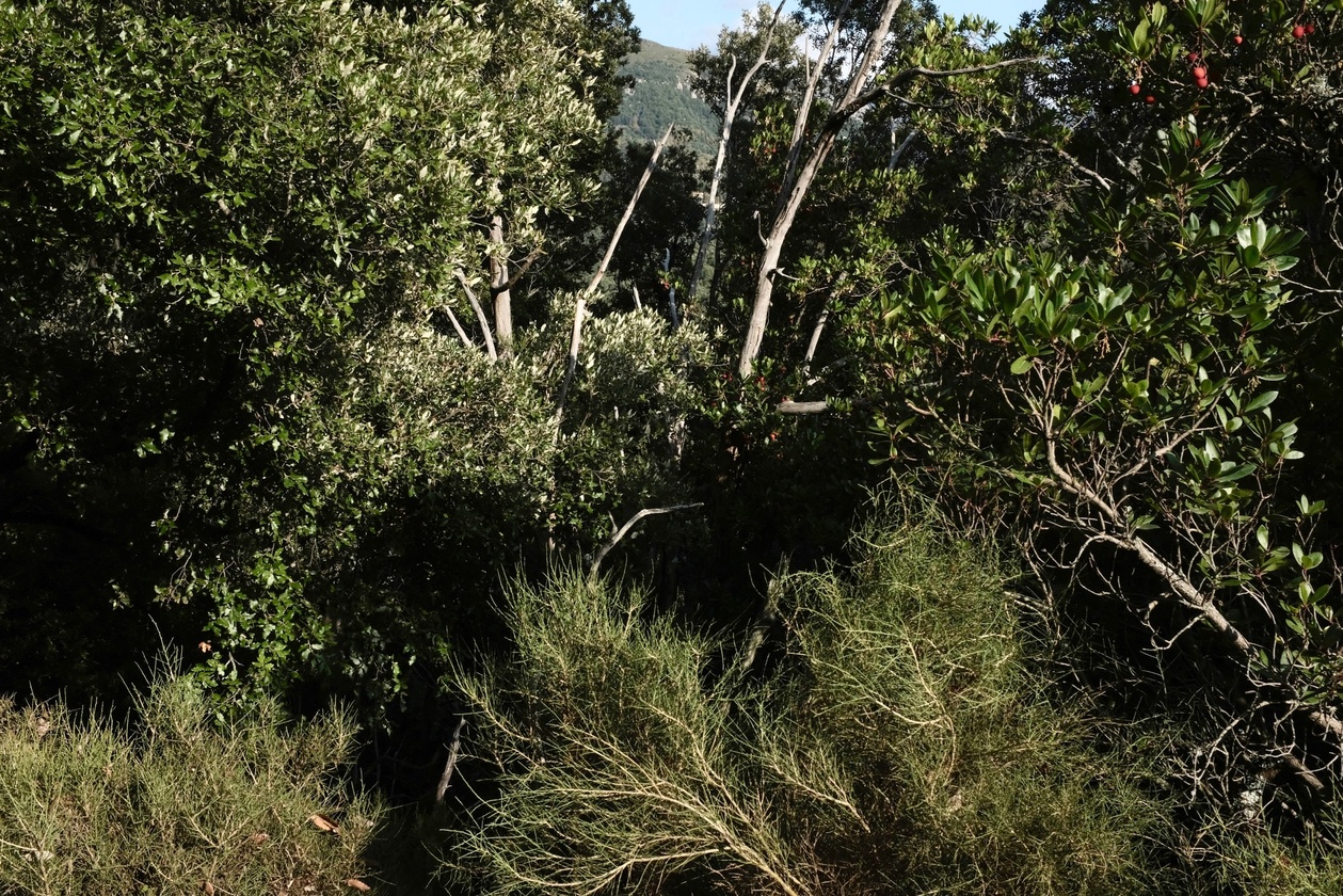 François Cardi François Cardi