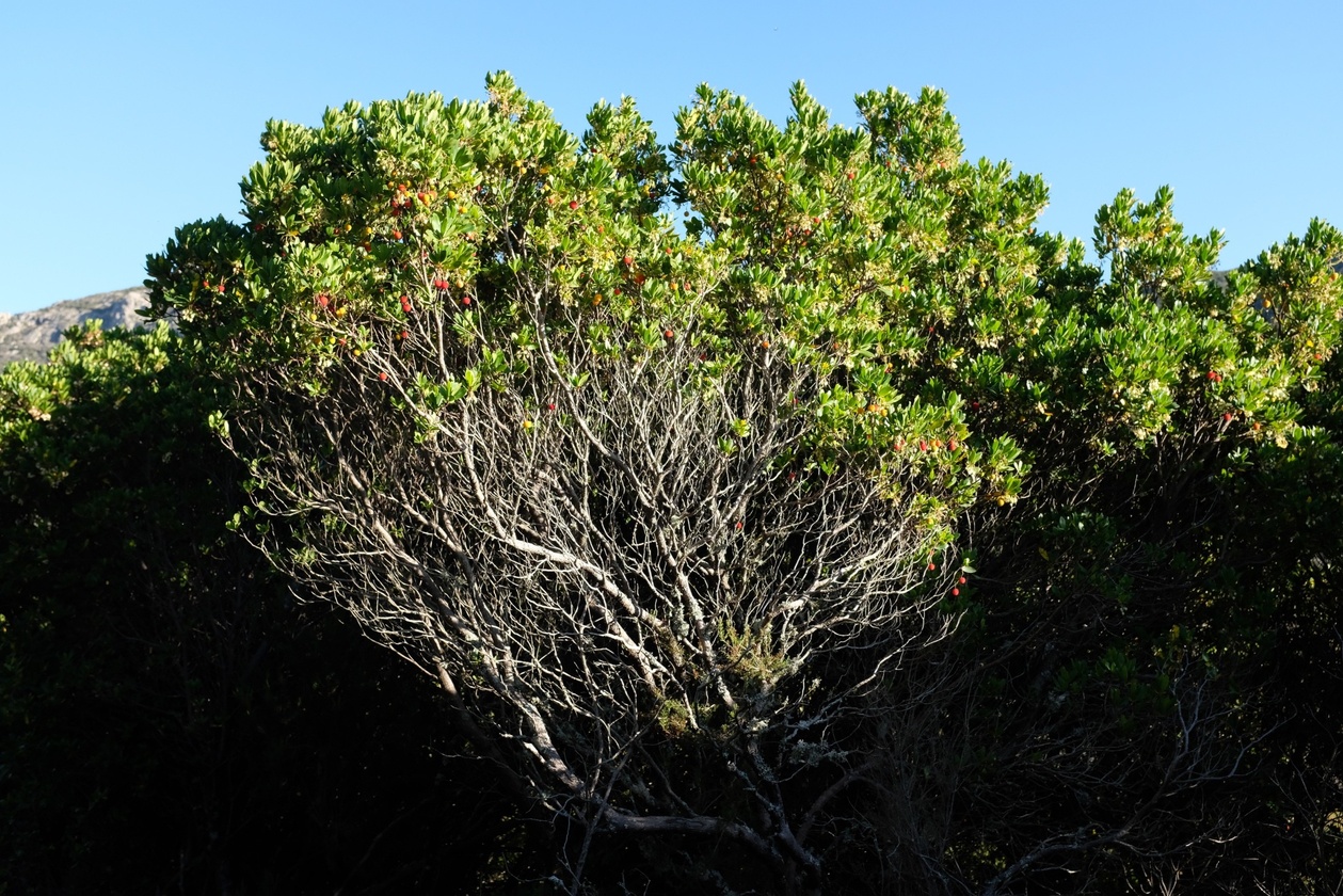 François Cardi François Cardi