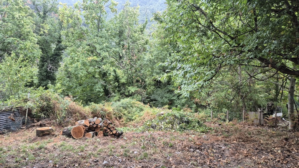 Castafornu, 2025, Patrice Campana Castafornu, 2025, Patrice Campana