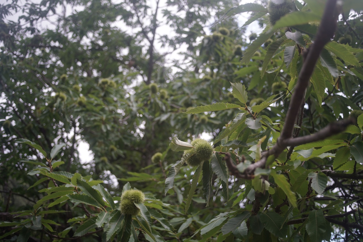 Mattea Riu Mattea Riu