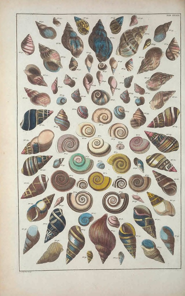 A granitula, les promesses d'une forme A granitula, les promesses d'une forme