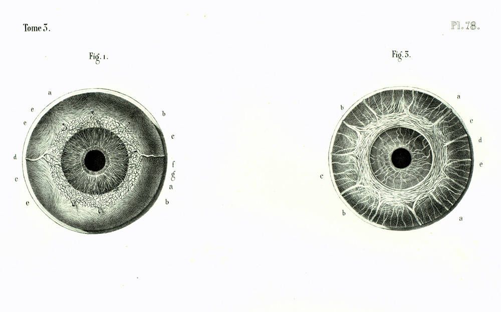 Microcopic Eye anatomy, 1844