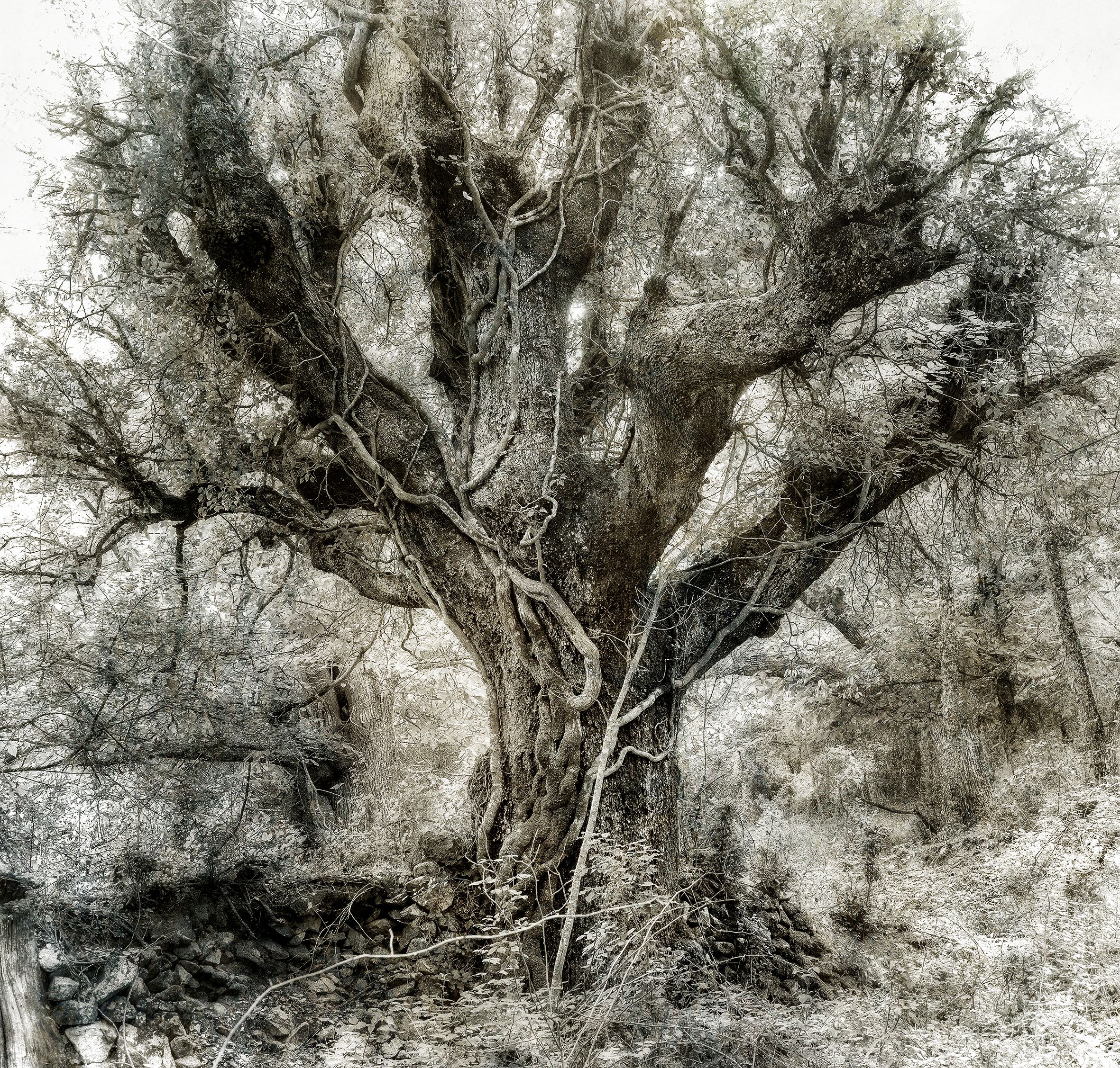 Photo Geneviève Michon, San Parteu Photo Geneviève Michon, San Parteu