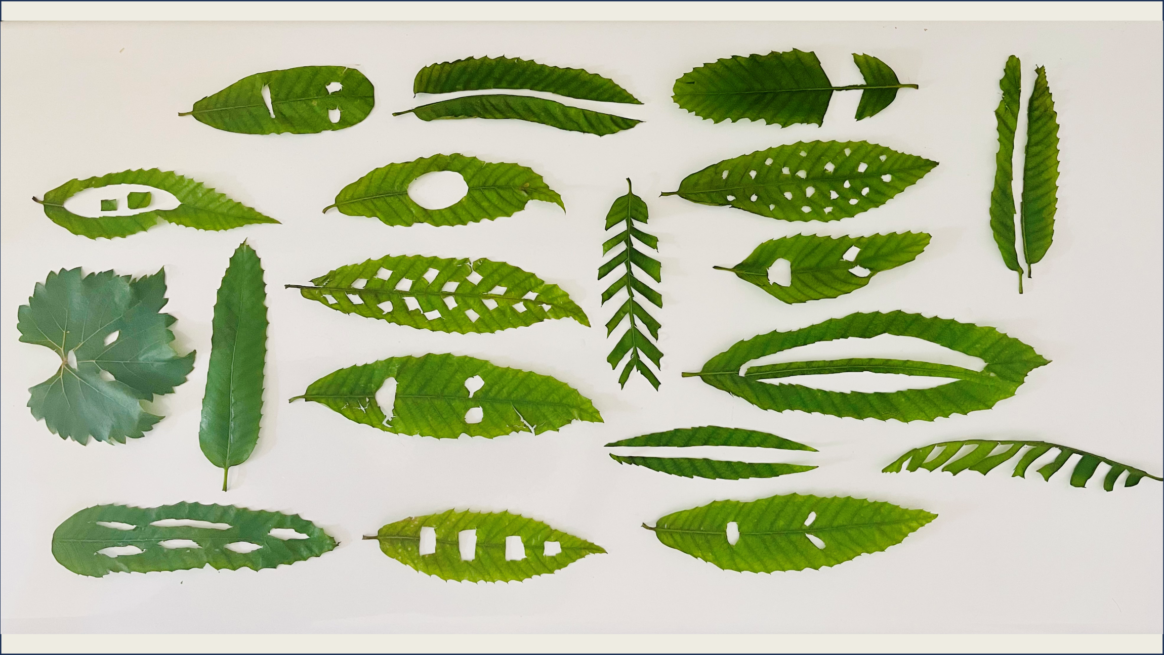 Parata 2022, Vannina Bernard-Leoni Parata 2022, Vannina Bernard-Leoni