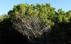 Machja, Natura Libera