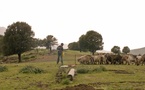 Pastoralisme et élevage corse: la nécessité  de nouvelles formes d’action publique Pastoralisme et élevage corse: la nécessité  de nouvelles formes d’action publique